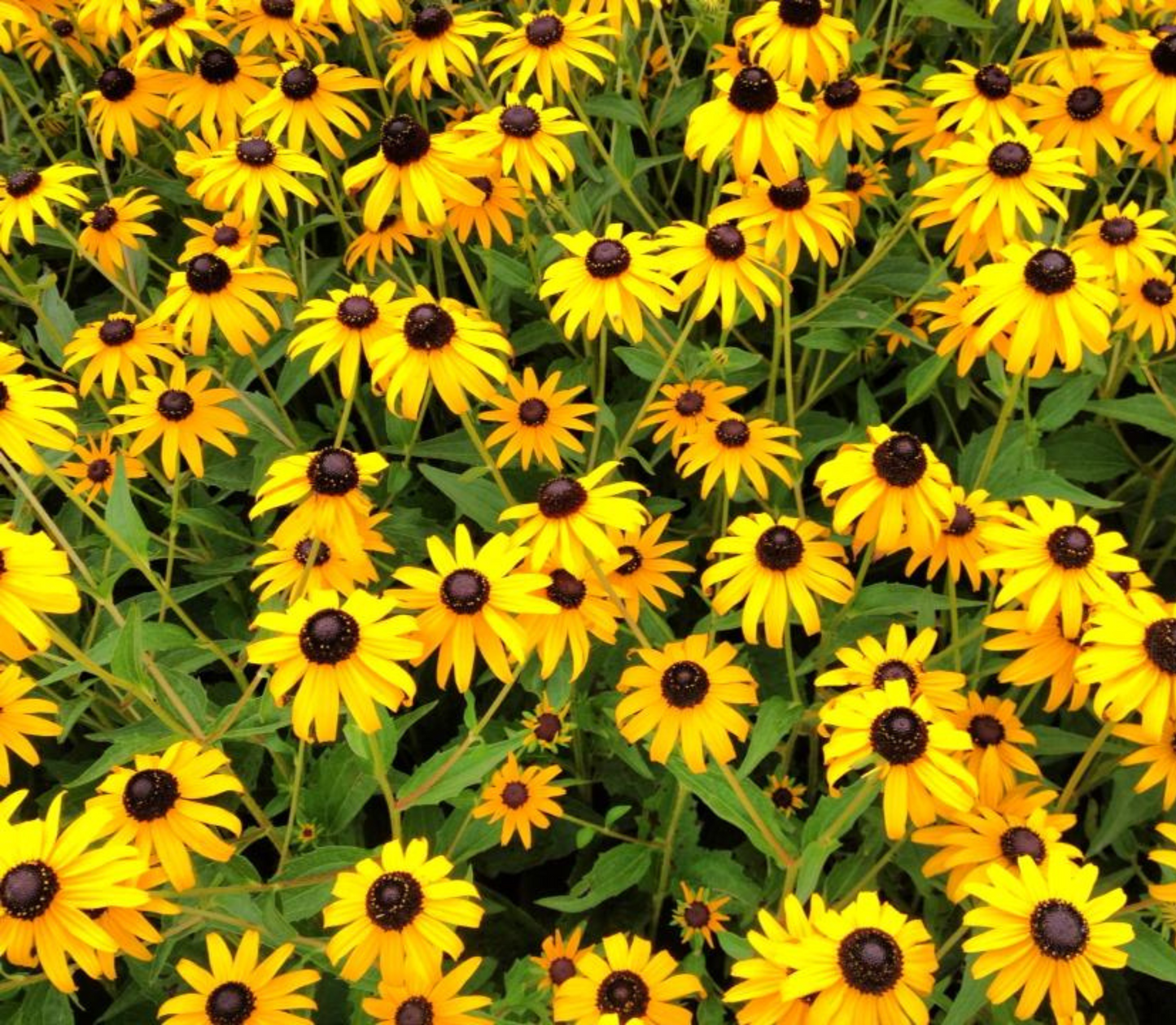 1022  #BlackeyedSusan #Tumbler